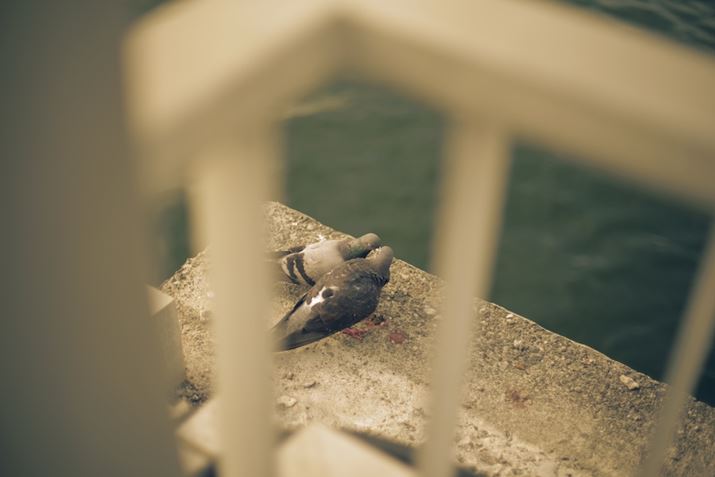 PENTAX K-1 Mark IIAsmc PENTAX-FA 50mm F1.4 ClassicAF1.4A1/1600bAISO100A+0.7EVAJX^C[WFGolduuȔBBBeʐ^i7360×4912A10.6MBj