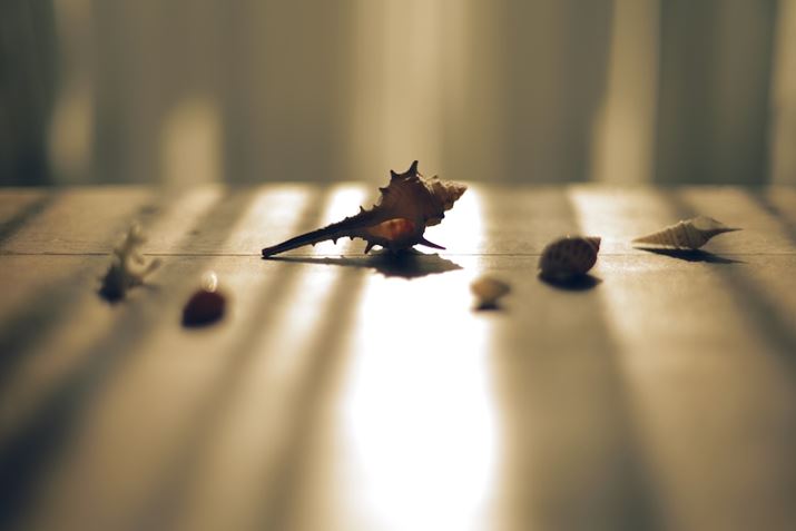 PENTAX K-1 Mark IIAsmc PENTAX-FA 50mm F1.4 ClassicAF1.4A1/2500bAISO100A+1.7EVAJX^C[WFGoldBeʐ^i7360×4912A8.3MBj