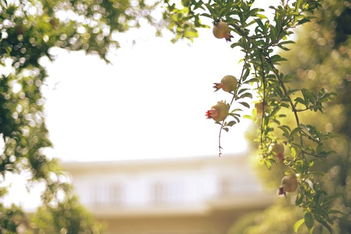 PENTAX K-1 Mark IIAsmc PENTAX-FA 50mm F1.4 ClassicAF1.4A1/1000bAISO100A+3.3EVAJX^C[WFGoldBeʐ^i7360×4912A9.6MBj