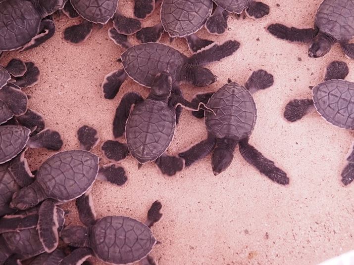 ͓VC܂̂ŁAE~Kɏ}CmZ^[ցB̌vOɎQ܂B}͓{ōő勉̃AIE~K̔ɐBnȂ̂łOM-5AM.ZUIKO DIGITAL ED 14-150mm F4.0-5.6 IIA56mmi112mmjAF5.5A1/125bAISO5000A+0.3EVAzCgoXFAdオݒFJ[NG[^[Beʐ^i5184×3888A11.4MBj