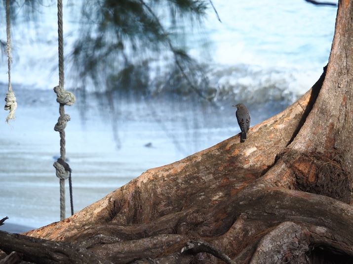 Y̊C݂ł́A쒹ƑBƋĂ܂AȂɏȒɂAFǏ]Asg킹Ă܂B̂͂łOM-5AM.ZUIKO DIGITAL ED 14-150mm F4.0-5.6 IIA150mmi35mmZ300mmjAF5.6A1/1250bAISO1600AzCgoXFVAdオݒFVividBeʐ^i5184×3888A10.5MBj