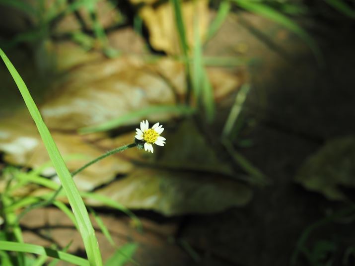 ȉԁX킢炵łOM-5AM.ZUIKO DIGITAL ED 14-150mm F4.0-5.6 IIA56mmi35mmZ112mmjAF5.5AISO200A1/640bAzCgoXFVAdオݒFJ[NG[^[Beʐ^i5184×3888A8.7MBj