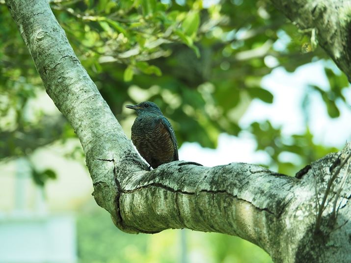 ł쒹ɏo܂BVb^[xx߂łA~܂ĂĂꂽ̂łԂ炳Beł܂OM-5AM.ZUIKO DIGITAL ED 14-150mm F4.0-5.6 IIA135mmi35mmZ270mmjAF5.6A1/250bAISO320A+1EVAzCgoXFVAdオݒFJ[NG[^[Beʐ^i5184×3888A9.6MBj