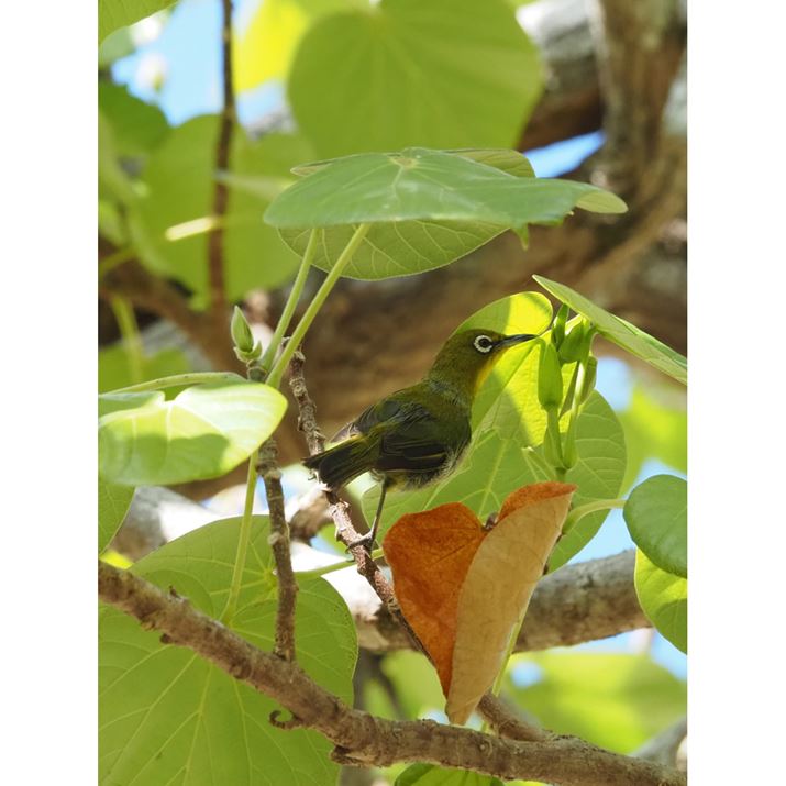 ʒuŎBe쒹ARAW\tguOM Workspacevgďcʒui2700×3600sNZjɃg~O܂B掿\Ȃ̂ŁA؂Ȃꍇ́ABeɃNbv̂߂łOM-5AM.ZUIKO DIGITAL ED 14-150mm F4.0-5.6 IIA150mmi35mmZ300mmjAF8A1/800bAISO2000A+0.7EVAzCgoXFVAdオݒFVividNbvBeʐ^i2700×3600A2.8MBj