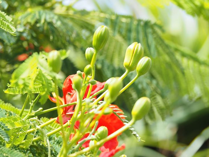 uM.ZUIKO DIGITAL ED 14-150mm F4.0-5.6 IIv͂قǖ邢Ył͂܂񂪁A]gƂŔwiڂȂh}`bNɕ`ʂł܂BȂ݂ɁA{Y̓Y[33cm̋ߐڎBe\łOM-5AM.ZUIKO DIGITAL ED 14-150mm F4.0-5.6 IIA90mmi35mmZ180mmjAF5.5A1/250bAISO200A+1EVAzCgoXFVAdオݒFVividBeʐ^i5184×3888A10.7MBj