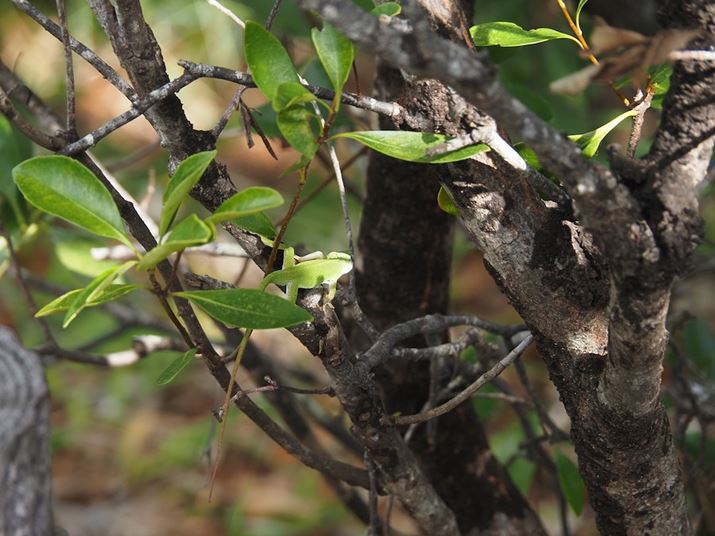 gJQ𔭌Bǂɂł傤HOM-5AM.ZUIKO DIGITAL ED 14-150mm F4.0-5.6 IIA120mmi35mmZ240mmjAF5.6A1/250bAISO640A-0.7EVAzCgoXFVAdオݒFVividBeʐ^i5184×3888A11.1MBj