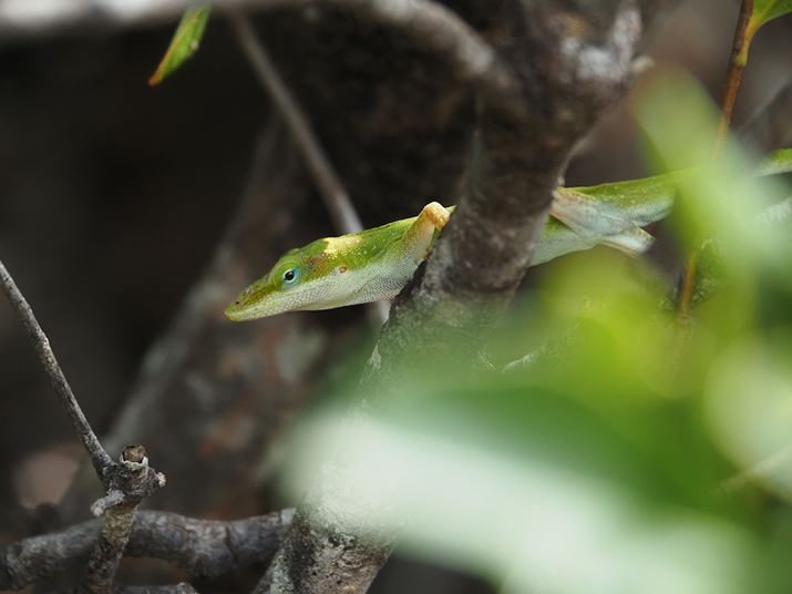 ̍̃gJQƑΛBAFɂsg킹Ă܂OM-5AM.ZUIKO DIGITAL ED 14-150mm F4.0-5.6 IIA150mmi35mmZ300mmjAF5.6A1/320bAISO1000A-0.7EVAzCgoXFVAdオݒFVividBeʐ^i5184×3888A10.3MBj