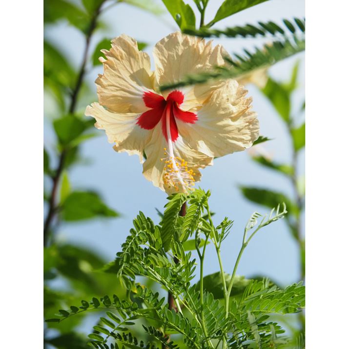 ݒԈႦISO2500ŎBĂ܂܂AȂƂ킩ȂقǍ掿łBuOM-5v̏pxISO6400łقǂ̍XybNł͂܂񂪁Apx͈͓̔ł΁AقǃmCYCɂɎBꂻłOM-5AM.ZUIKO DIGITAL ED 14-150mm F4.0-5.6 IIA135mmi35mmZ270mmjAF6.3A1/8000bAISO2500A+0.7EVAzCgoXFVAdオݒFVividBeʐ^i3888×5184A10.2MBj