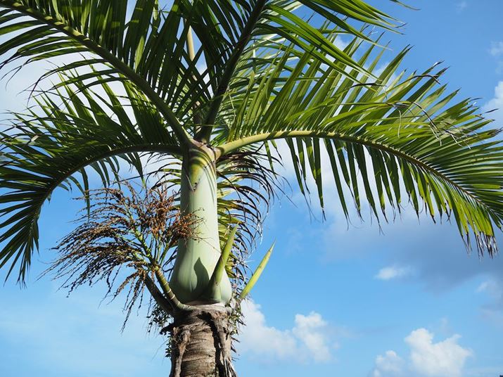 u莝nC]VbgvŎBeBg傷Ƃ悭킩܂Aɍ𑜂ɕ`ʂĂ܂Bu莝nC]Vbgv͐Î~ʑ̂ł΁A{Iɂǂ̃V[ɂΉ܂Bi荂𑜂ɕ`o܂OM-5AM.ZUIKO DIGITAL ED 14-150mm F4.0-5.6 IIA14mmi35mmZ28mmjAF5A1/1000bAISO200AzCgoXFVAdオݒFVividA莝nC]VbgBeʐ^i8160×6120A22.2MBj