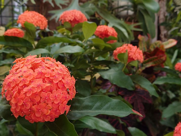 AỈԂ̂ǂɃsg킹邩Ă݂ƂA\}̈ԑ傫Ȃ̂Ƀsg킹Bꂽ{P̂߈Ĵ悤ȍ\}̗̊