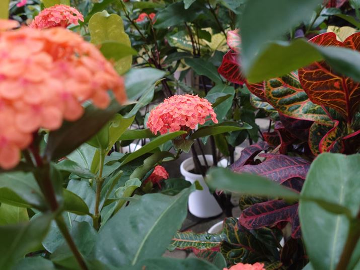 Ɨގ\}ẢɉԁiT^JjzuƁAɃsg킹Ă