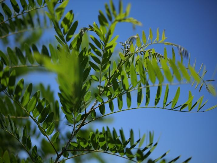 [݂̂F\y݂ƎvAIo␳}CiXɐݒ肵ĂBƗ΂̃RgXg1ɎdオiBeFR~zjLUMIX G9PROIIALEICA DG SUMMILUX 25mm/F1.4 II ASPH.A25mmi35mmZ50mmjAF1.4A1/8000bAISO100A-0.3EVAWBFVAtHgX^CFBBbhBeʐ^i5776×4336A9.2MBj