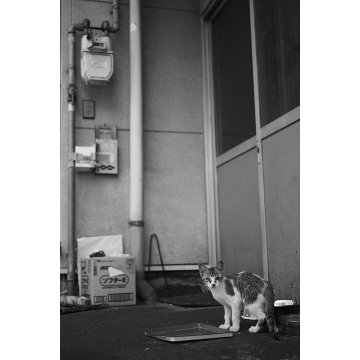 xS̋LŁAGTH׏IȂ݂ɋCÂƂɓĂ܂BĂ͈̂uAFɂďuɃsg킹ăVb^[؂邱ƂłiBeFR~zjLUMIX G9PROIIALEICA DG SUMMILUX 25mm/F1.4 II ASPH.A25mmi35mmZ50mmjAF1.4A1/2500bAISO200AWBFVAtHgX^CFLEICAmN[Beʐ^i3848×5776A6.8MBj