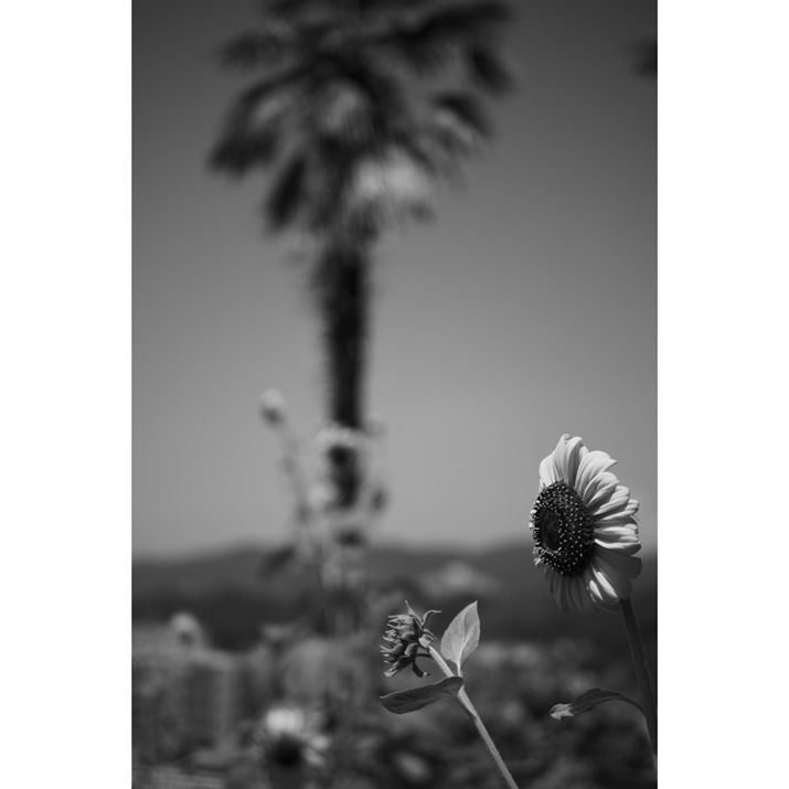 uSUMMILUXvȂł͂̔{PЂ܂𗧑̓Iɕ\ĂĂiBeFR~zjLUMIX G9PROIIALEICA DG SUMMILUX 25mm/F1.4 II ASPH.A25mmi35mmZ50mmjAF1.4A1/20000bAISO200AWBFVAtHgX^CFLEICAmN[Beʐ^i3848×5776A6.3MBj