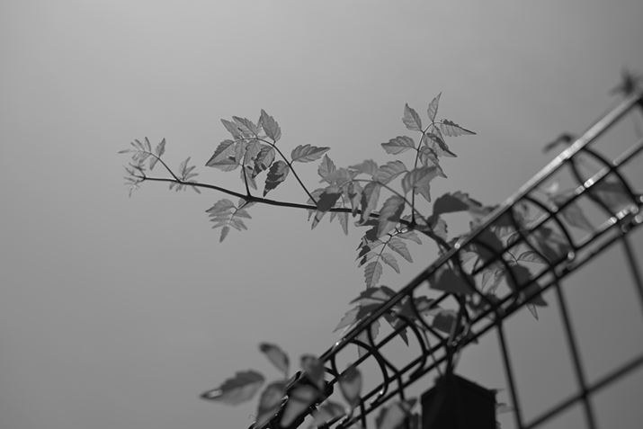 utbgmN[vŎBeRgXgႭAO[̊KLɕ\łĂBS̓Iɂ炩ۂɎdオ邽߁A|[g[gɂg₷Z fANIKKOR Z 40mm f/2AF3.5A1/3200bAISO100AzCgoXFVAANeBuD-CeBOFȂBeʐ^i6048×4032A5.3MBj