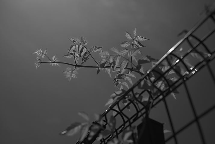 ufB[vg[mN[vŎBeԂtB^[t悤ȌʂɂĐȂǐÂʂ邽߁AiȂǂŎgĂ݂ƏdoBnCCgƍۗAԒVhE܂ŊKLɕ\ĂZ fANIKKOR Z 40mm f/2AF3.5A1/3200bAISO100AzCgoXFVAANeBuD-CeBOFȂBeʐ^i6048×4032A5.9MBj