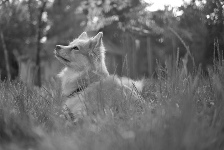 utbgmN[vŎBe̖ѕ݂ɂ炩A₳ۂ̎ʐ^Ɏdグ邱ƂłZ fANIKKOR Z 40mm f/2AF2A1/640bAISO100A+0.3EVAzCgoXFI[g1AANeBuD-CeBOFȂBeʐ^i6048×4032A6.4MBj