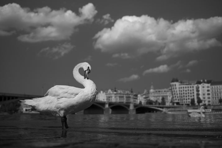 ʑ̌oAFIɔ̓FĂꂽ̂ŁA\}\ɏWȂBełZ fANIKKOR Z 40mm f/2AF2.5A1/8000bAISO100A-0.3EVAzCgoXFI[g1AANeBuD-CeBOFȂBeʐ^i6048×4032A6.1MBj