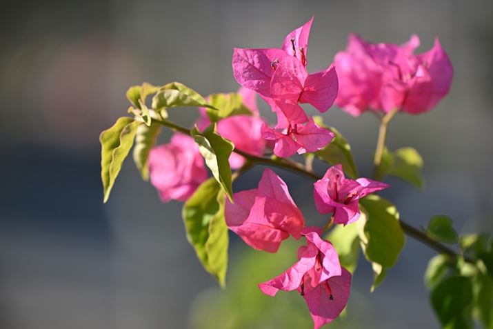 ][̍ŒZBet߂Ńu[QrABeBߐڈł\ȉ𑜊Awi傫ڂƂłB]gΏꂽꏊłȔʑ̂傫BełZ 8ANIKKOR Z 70-180mm f/2.8A180mmAF3.5A1/800bAISO64AzCgoXFRI[gAsN`[Rg[FX^_[hAANeBuD-CeBOFȂBeʐ^i8256×5504A16.2MBj