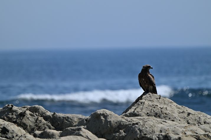 Ƀgr~܂Ă̂ŎBeBAbvŎB肽A܂߂ÂƓĂ܂̂ŃMM̃CŎBeBeRo[^[gpďœ_360mmŎBeĂ邽ߔwi傫{PĂB~΂𑜊~Ƃł͂邪A2{eRo[^[gpĂ邱ƂΏ\ȉ掿Z 8ANIKKOR Z 70-180mm f/2.8A360mmiTC-2.0xgpjAF5.6A1/2000bAISO160AzCgoXFVAsN`[Rg[FI[gAANeBuD-CeBOFWBeʐ^i8256×5504A17.5MBj