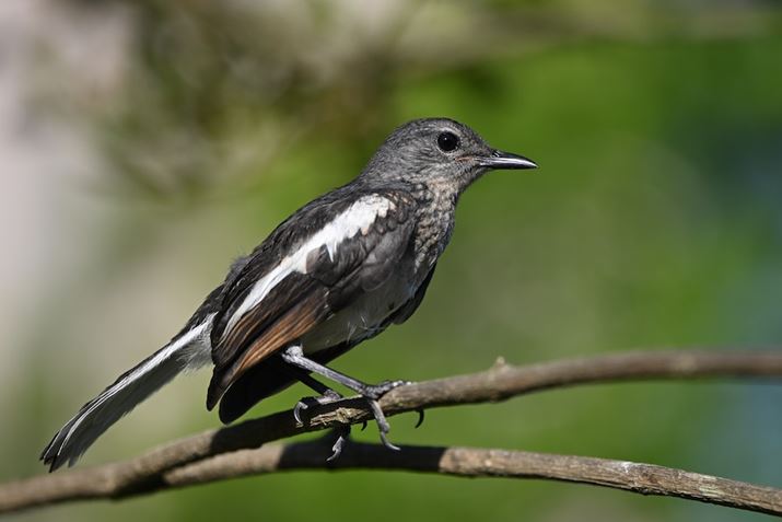 ̍Ɠʑ̂DXtH[}bgi1.5{jŃNbvBéBœ_180mmœ_270mm̉pɏuɕύXđ傫Be邱ƂłB𑜊͔ɍẢH1{1{܂łƊmFłZ 8ANIKKOR Z 70-180mm f/2.8A180mmAF2.8A1/1600bAISO100AzCgoXFRI[gAsN`[Rg[FX^_[hAANeBuD-CeBOFȂBeʐ^i5392×3592A8.0MBj