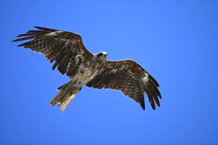 Z 8ANIKKOR Z 100-400mm f/4.5-5.6 VR SA400mmAF5.6A1/2000bAISO800A+0.3EVAzCgoXFI[gAsN`[Rg[FX^_[hBeʐ^i8356×5504A18.2MBj