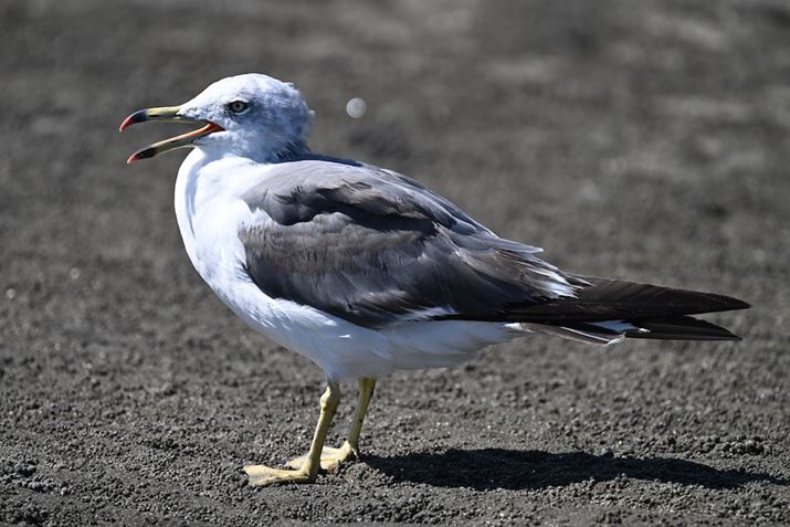 Z 8ANIKKOR Z 100-400mm f/4.5-5.6 VR SA560mmAF8.0A1/2000bAISO1000AzCgoXFI[gAsN`[Rg[FX^_[hAZ TELECONVERTER TC-1.4xgpBeʐ^i8356×5504A23.6MBj