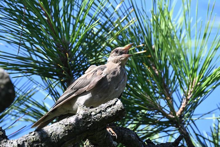 Z 8ANIKKOR Z 100-400mm f/4.5-5.6 VR SA800mmAF11A1/1600bAISO4500AzCgoXFI[gAsN`[Rg[FX^_[hAZ TELECONVERTER TC-2.0xgpBeʐ^i8356×5504A24.7MBj