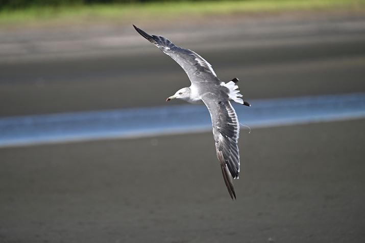 Z 8ANIKKOR Z 100-400mm f/4.5-5.6 VR SA400mmAF6.3A1/2000bAISO400AzCgoXFI[gAsN`[Rg[FX^_[hBeʐ^i8356×5504A18.0MBj