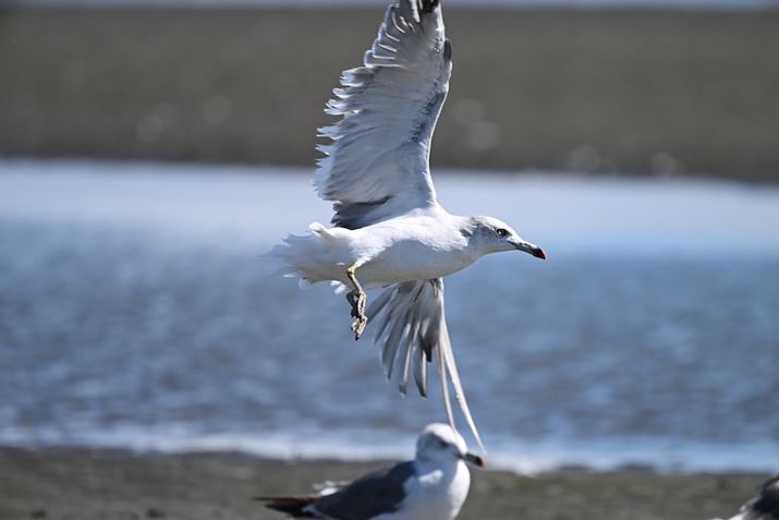 Z 8ANIKKOR Z 100-400mm f/4.5-5.6 VR SA560mmAF8.0A1/2000bAISO900AzCgoXFI[gAsN`[Rg[FX^_[hAZ TELECONVERTER TC-1.4xgpBeʐ^i8356×5504A19.4MBj