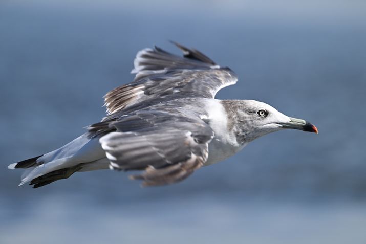 Z 8ANIKKOR Z 100-400mm f/4.5-5.6 VR SA800mmAF11A1/1600bAISO1100AzCgoXFI[gAsN`[Rg[FX^_[hAZ TELECONVERTER TC-2.0xgpBeʐ^i8356×5504A19.5MBj