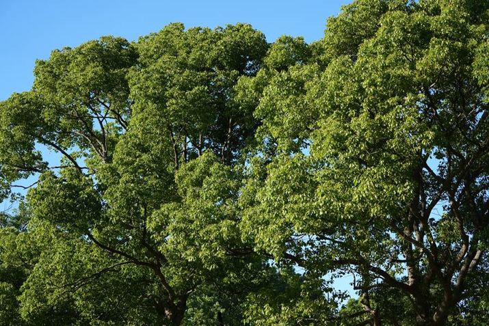 7 IVAFE 70-200mm F4 Macro G OSS IIA70mmAF4A1/400bAISO100AzCgoXFI[gANGCeBubNFSTBeʐ^i7008×4672A32.4MBj