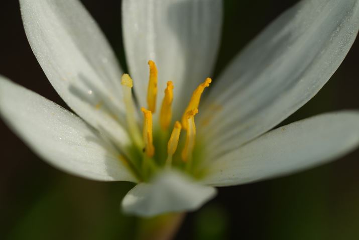 7 IVAFE 70-200mm F4 Macro G OSS IIA400mmAF8A1/400bAISO400AzCgoXFI[gANGCeBubNFSTA2{eRo[^[uSEL20TCvgpBeʐ^i7008×4672A17.1MBj