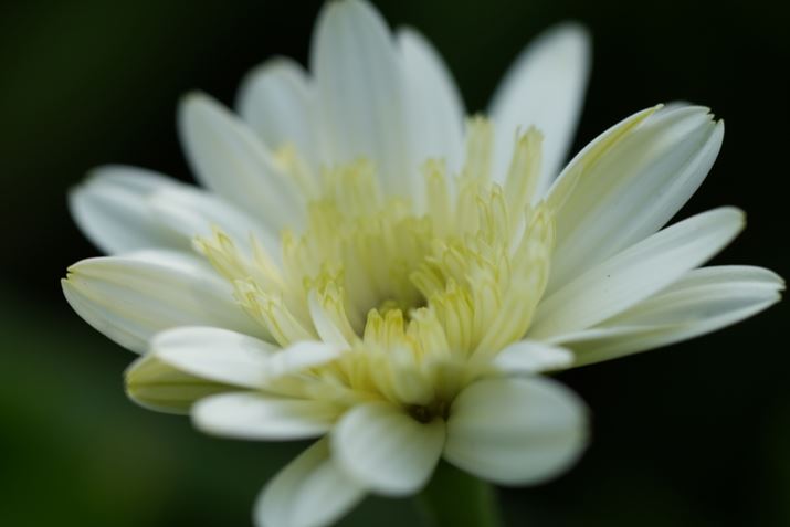 7 IVAFE 70-200mm F4 Macro G OSS IIA400mmAF8A1/320bAISO400A+0.3EVAzCgoXFI[gANGCeBubNFSTA2{eRo[^[uSEL20TCvgpBeʐ^i7008×4672A16.6MBj