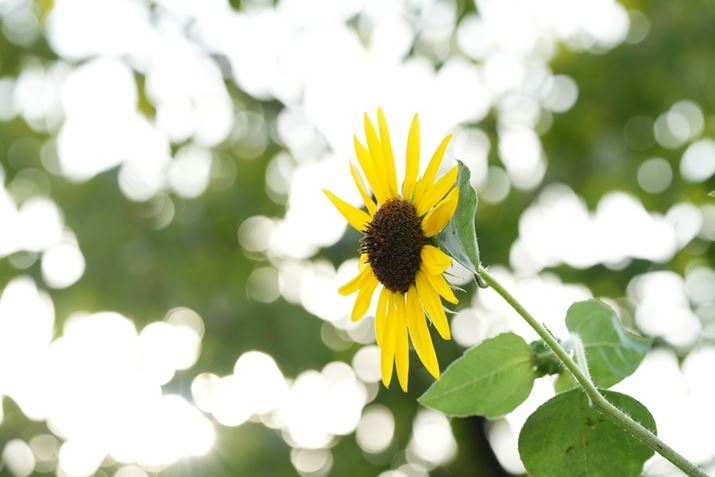 7 IVAFE 70-200mm F4 Macro G OSS IIA143mmAF5.6A1/250bAISO400A+2.0EVAzCgoXFI[gANGCeBubNFSTBeʐ^i7008×4672A12.1MBj