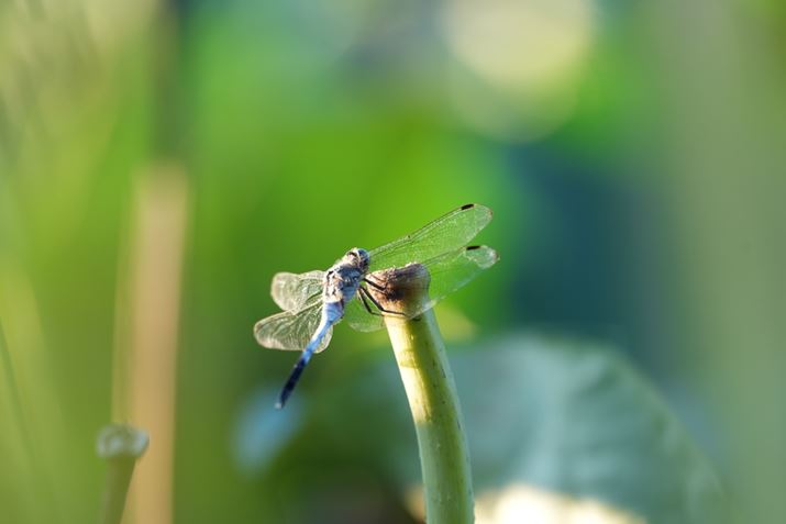 7 IVAFE 70-200mm F4 Macro G OSS IIA200mmAF4A1/200bAISO400A+0.3EVAzCgoXFI[gANGCeBubNFSTBeʐ^i7008×4672A17.6MBj