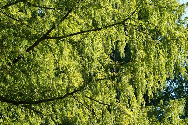 7 IVAFE 70-200mm F4 Macro G OSS IIA200mmAF11A1/100bAISO400A+0.3EVAzCgoXFI[gANGCeBubNFSTBeʐ^i7008×4672A25.1MBj