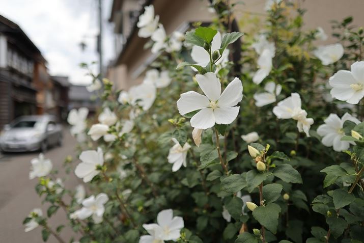 ʑ̂ɋ߂ÂƂŁȀiJIɕ\ł܂Bn[t}NȂł͂̕`ʂłEOS R6 Mark IIARF24mm F1.8 MACRO IS STMAiDAEAF1.8A1/2500bAISO100A+0.7EVAzCgoXFAsN`[X^CFfBe[dBeʐ^i6000×4000A6.2MBj