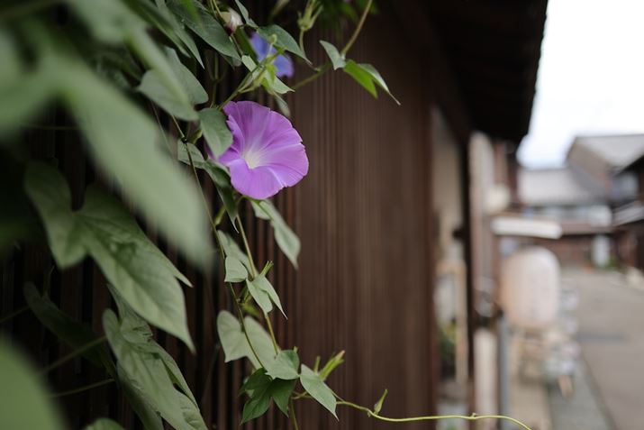 邢LpYȂ̂ŁAŝV[͑O{Po₷łEOS R6 Mark IIARF24mm F1.8 MACRO IS STMAiDAEAF1.8A1/640bAISO100A-0.7EVAzCgoXFAsN`[X^CFfBe[dBeʐ^i6000×4000A5.3MBj