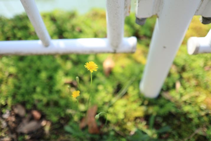 EOS R6 Mark IIARF24mm F1.8 MACRO IS STMAiDAEAF1.8A1/1000bAISO100A+0.VEVAzCgoXFzAsN`[X^CFiBeʐ^i6000×4000A4.6MBj