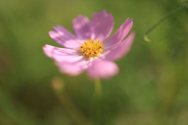 EOS R6 Mark IIARF24mm F1.8 MACRO IS STMAiDAEAF1.8A1/2500bAISO125A-0.3EVAzCgoXFAsN`[X^CFiBeʐ^i6000×4000A4.7MBj