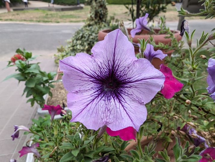 uPixel 8vijAuPixel 8 Provij