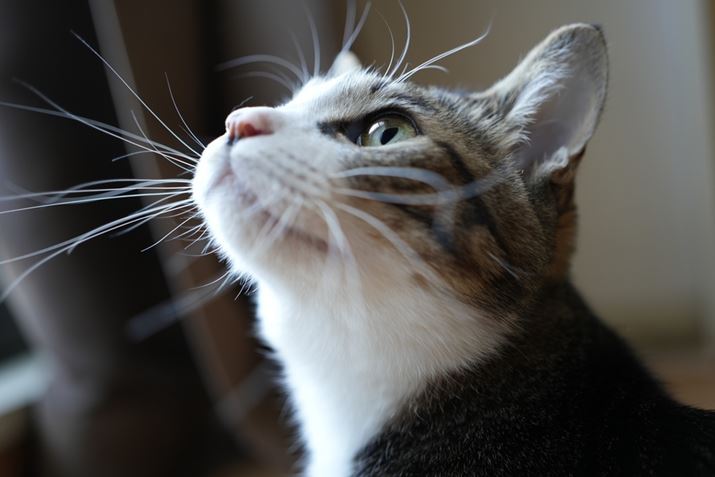 7C IIAFE 40mm F2.5 GA40mmAISO400AF2.5A1/40bAzCgoXFI[gANGCeBubNFSTBeʐ^i7008×4672A17.5MBj