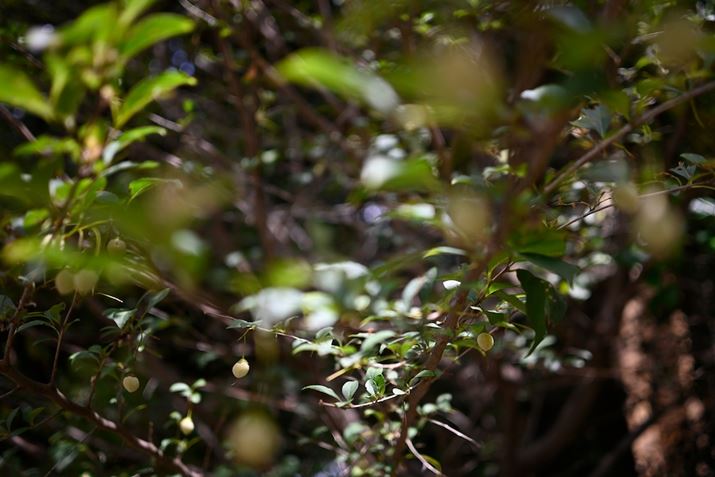 Z fcANIKKOR Z DX 24mm f/1.7AF1.7A1/1250bAISO100AzCgoXFI[gAsN`[Rg[FX^_[hBeʐ^i5568×3712A6.6MBj