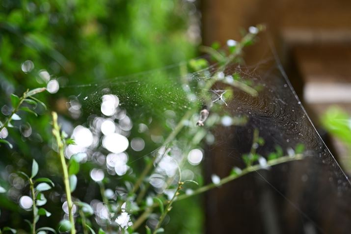 Z fcANIKKOR Z DX 24mm f/1.7AF1.7A1/100bAISO100A+0.3EVAzCgoXFI[gAsN`[Rg[FX^_[hBeʐ^i5568×3712A7.2MBj