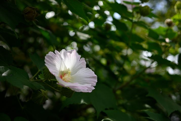 Ń̖HZ fcANIKKOR Z DX 24mm f/1.7AF1.7A1/2000bAISO100AzCgoXFI[gAsN`[Rg[FX^_[hBeʐ^i5568×3712A6.3MBj