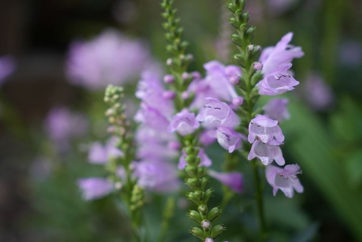 7 IVA17-50mm F/4 Di III VXDA50mmAF4.0A1/200bAISO400AzCgoXFI[gANGCeBubNFSTBeʐ^i7008×4672A17.6MBj