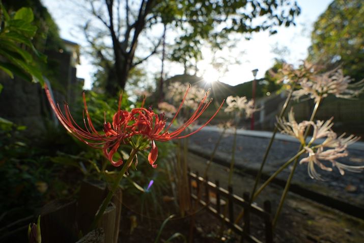 7 IVA17-50mm F/4 Di III VXDA17mmAF5.6A1/100bAISO100AzCgoXFI[gANGCeBubNFSTBeʐ^i7008×4672A17.5MBj