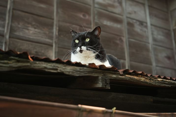 7 IVA17-50mm F/4 Di III VXDA50mmAF4.0A1/160bAISO800AzCgoXFI[gANGCeBubNFSTBeʐ^i7008×4672A18.2MBj