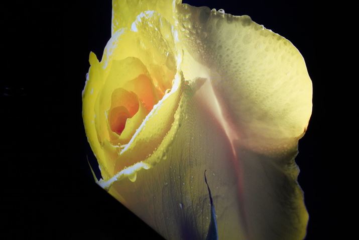 ʐ^ł͂킩ɂAł͔ʑ̎ӂɂ甒n[ꂽ